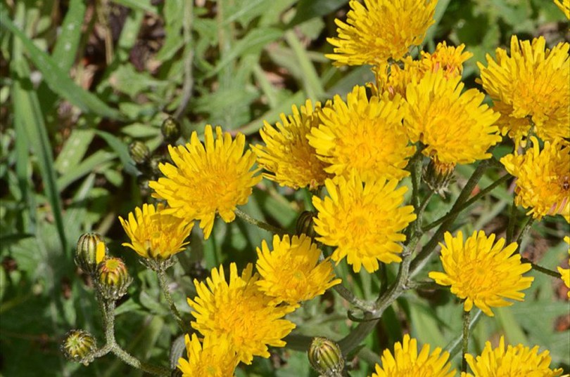 Pipacslevelű zörgőfű - Crepis rhoaedifolia, Crepis rhoeadifolia, etnobotanika